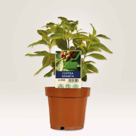 Cartellini personalizzati in plastica bianca ultra resistente per piante
