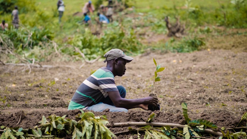 Alberi piantati da Avery in Haiti