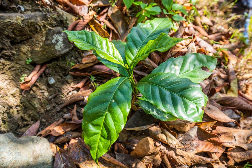 Alberi piantati in Nepal