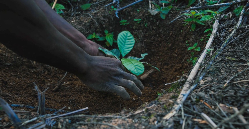 Alberi in Madagascar