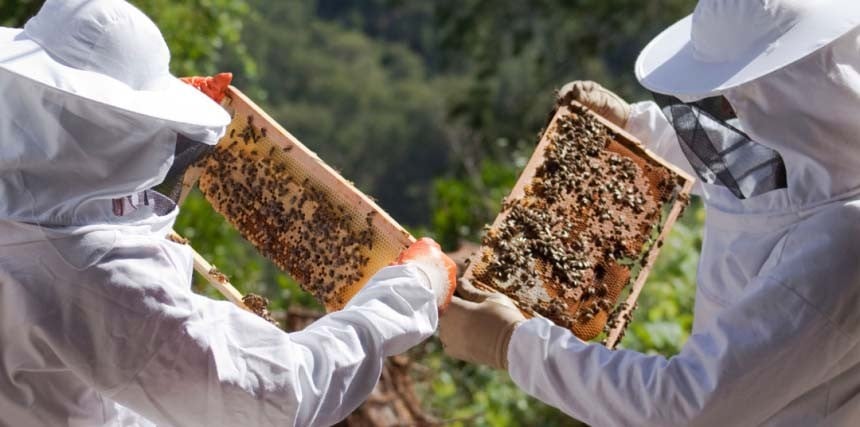 apicoltori che mostrano come rimuovere il miele dell'arnia