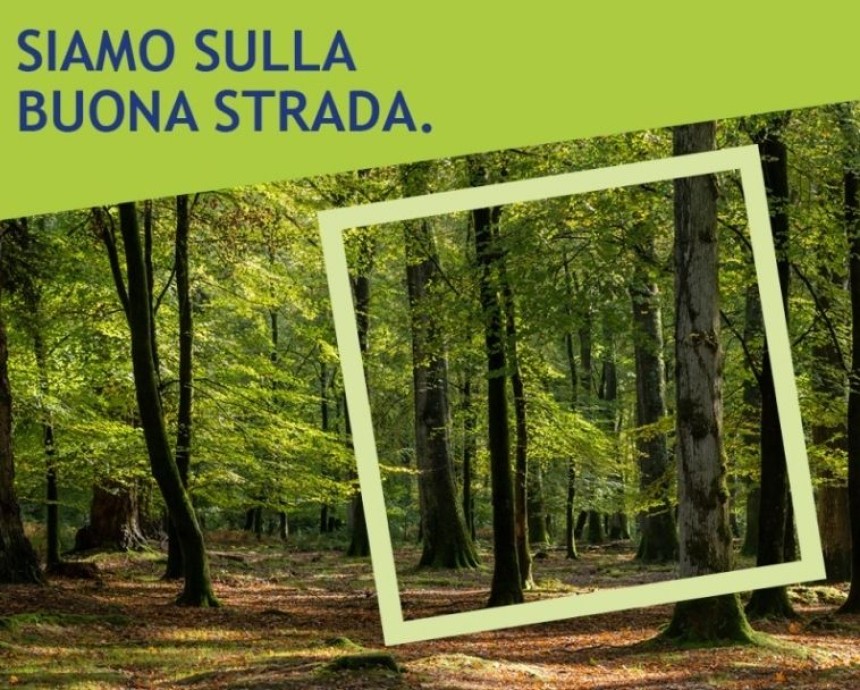 foresta di alberi verdi