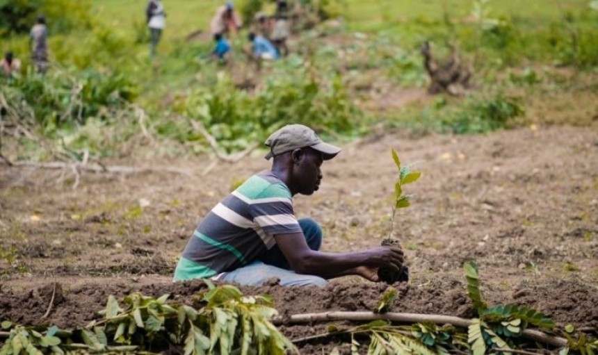 uomo che pianta degli alberi in un terreno