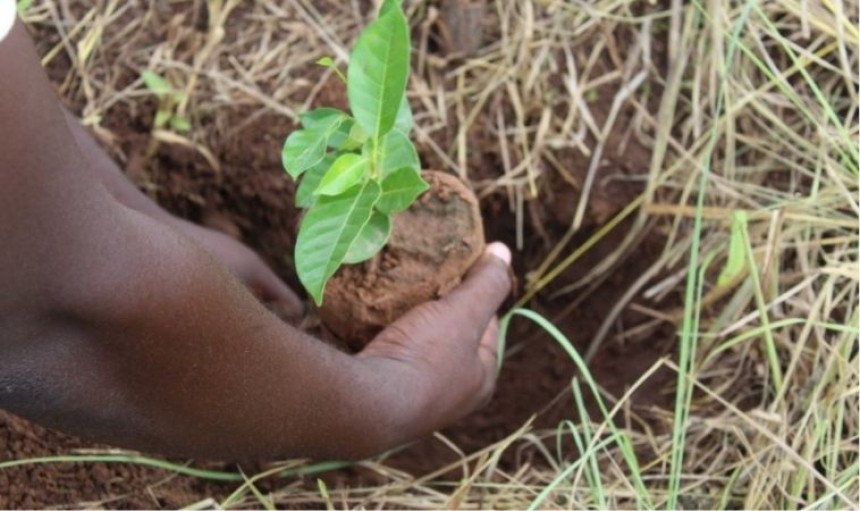 mani che piantano un albero nel terreno