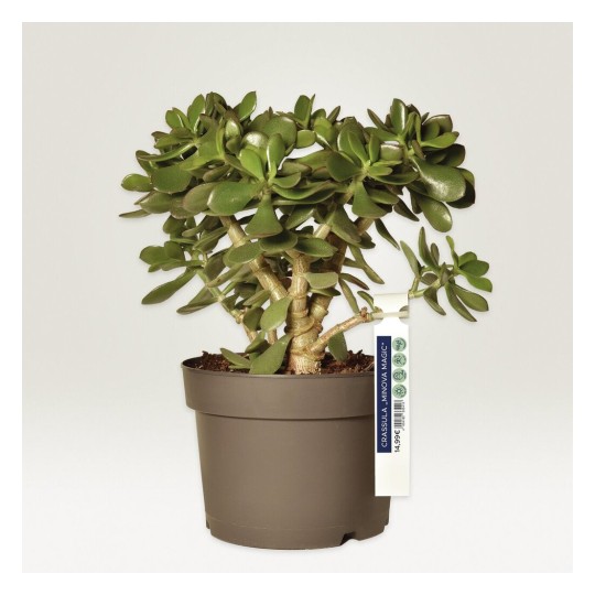 Un vaso di pianta Crassula con foglie verdi lucide, in un vaso marrone. Etichetta con informazioni sul tipo di pianta.